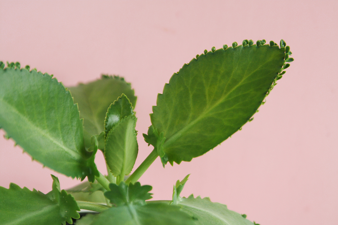 Brutblatt vermehren: Meine Tipps