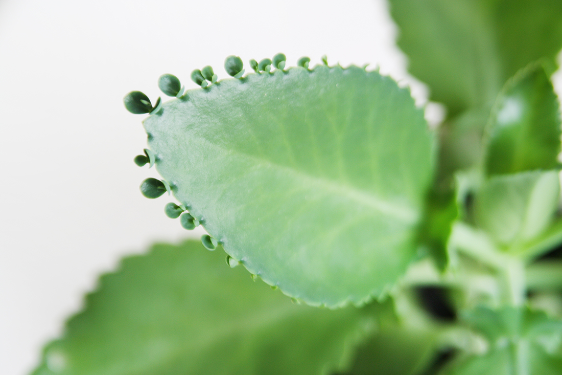 Brutblatt vermehren: Meine Tipps