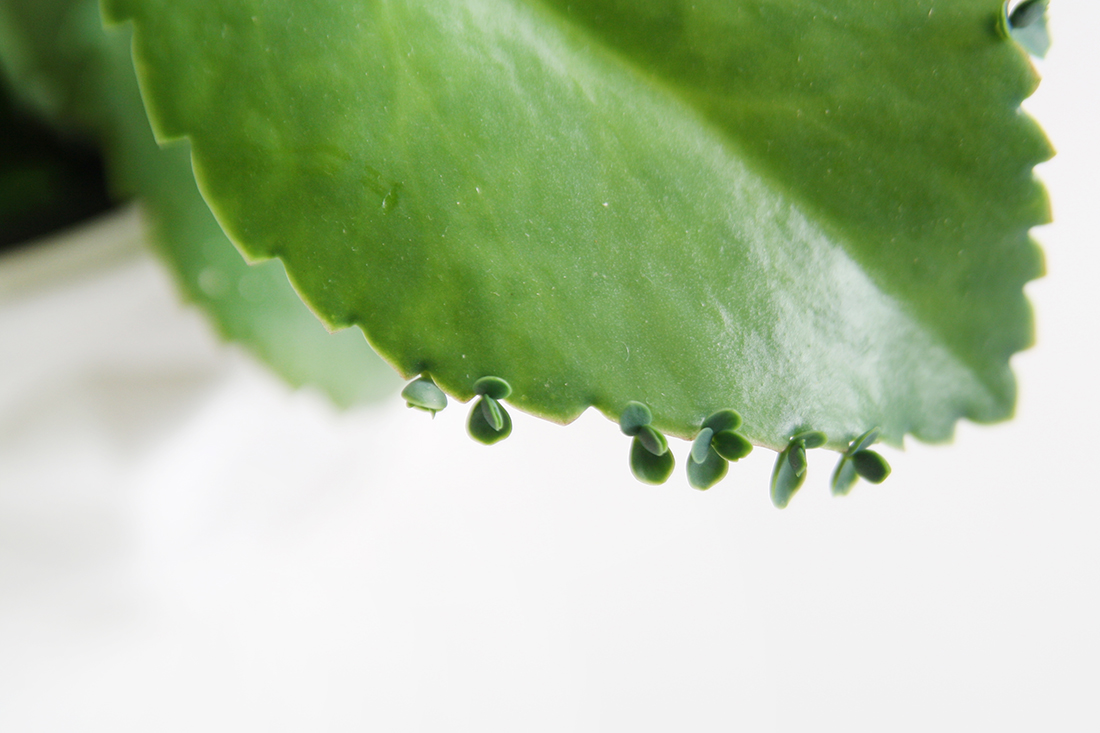 Brutblatt vermehren: Meine Tipps