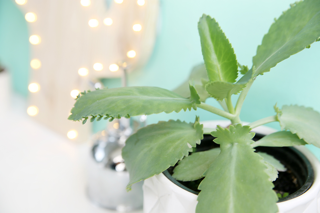 DIY-Kaktus-Lampe aus Holz selbermachen